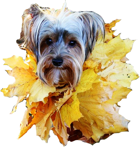 őszi állatok_35.png